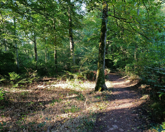 Forêt de Raismes–Saint-Amand, Drève du Gros Chêne