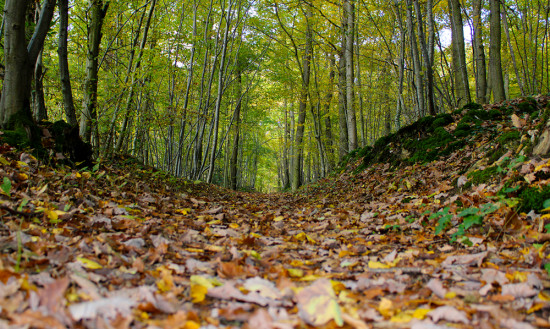 Bois de la Barre