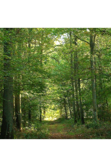 Allée Royale, secteur des Marmousets