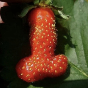 Petite bite